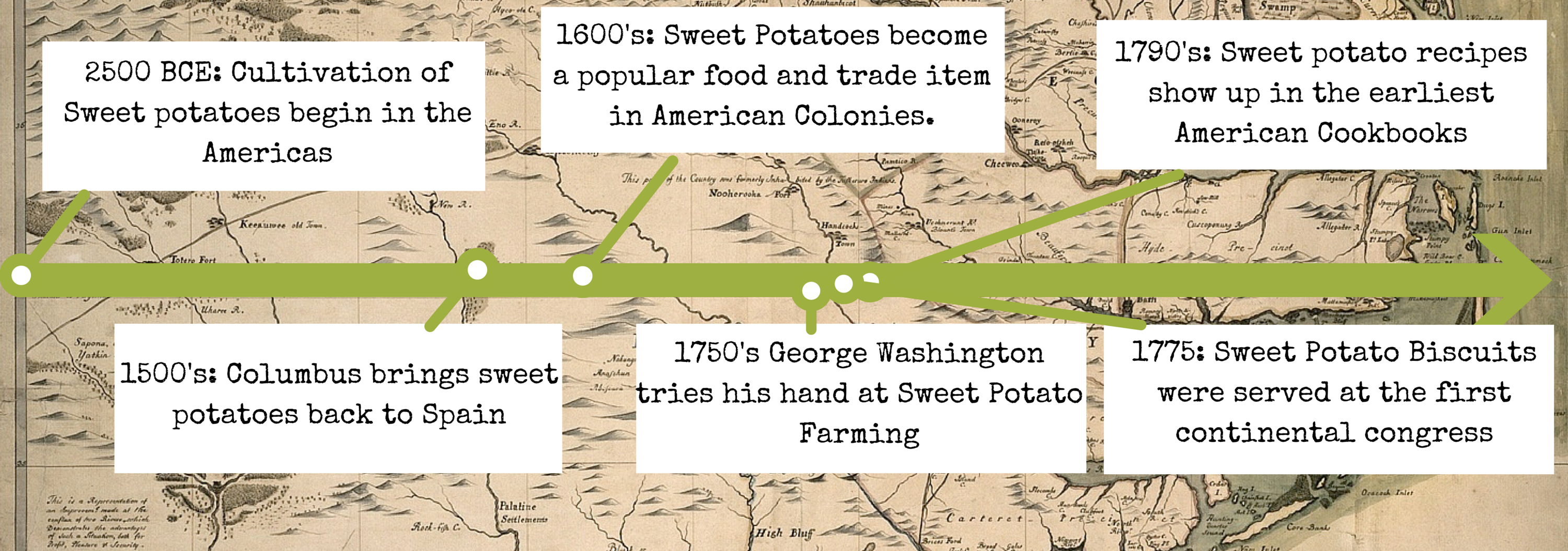 Timeline For Sweet Potatoes